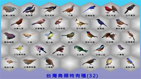 鳥是代表幾號|夢見各種夢所代表的樂透數字（動物篇），周公解夢大全查詢